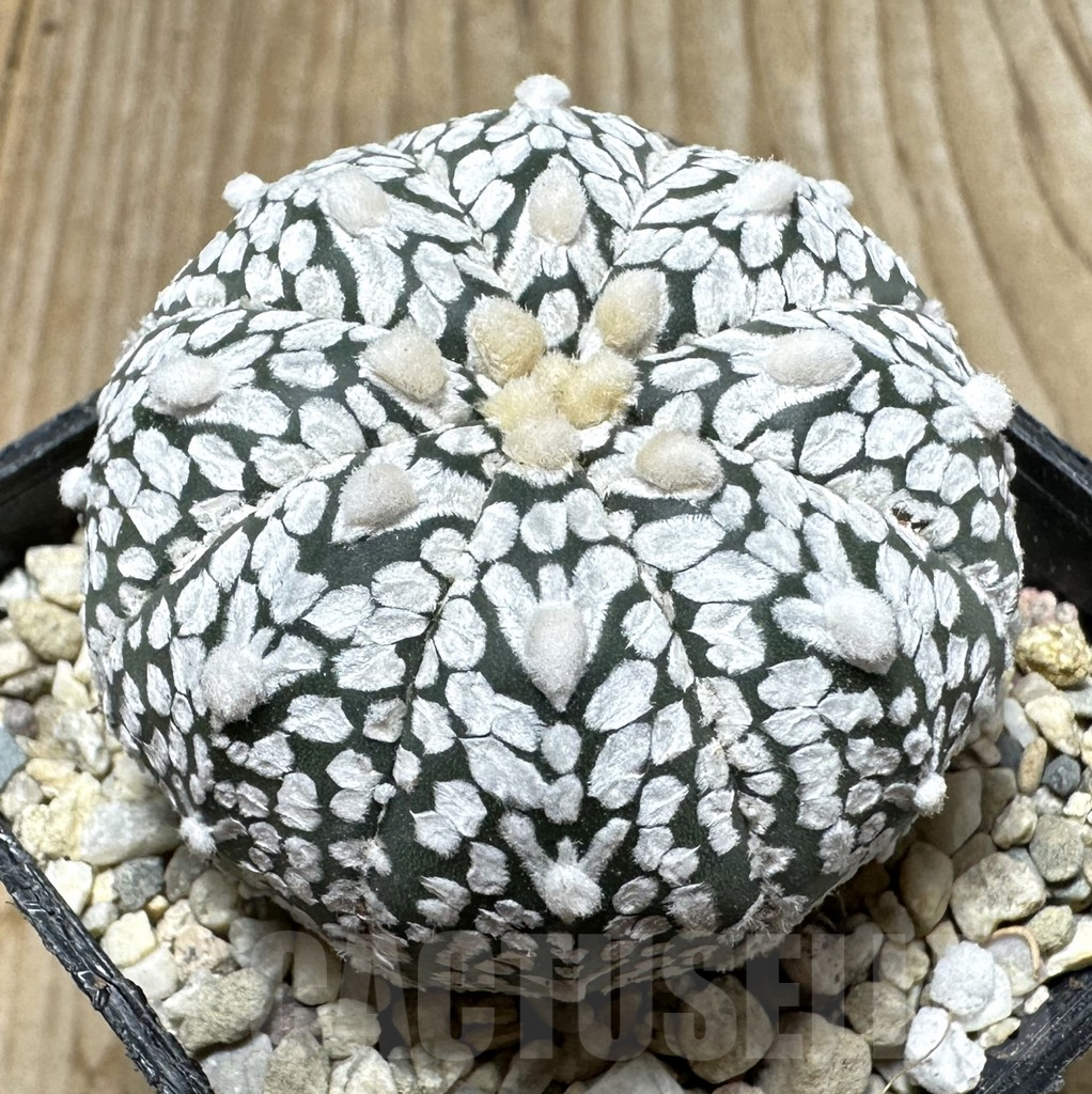 SHPR36701 Astrophytum asterias ‘Super Kabuto’ V-type