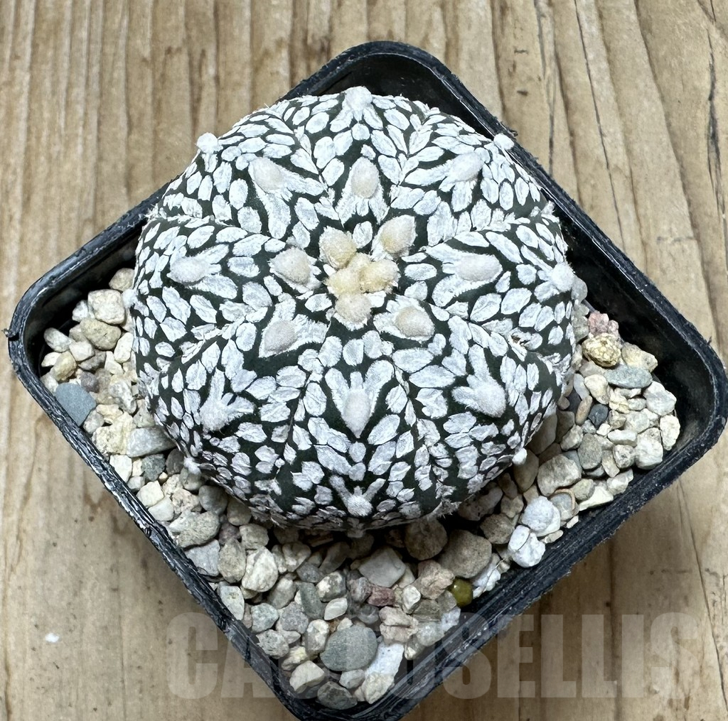 SHPR36701 Astrophytum asterias ‘Super Kabuto’ V-type - Image 2