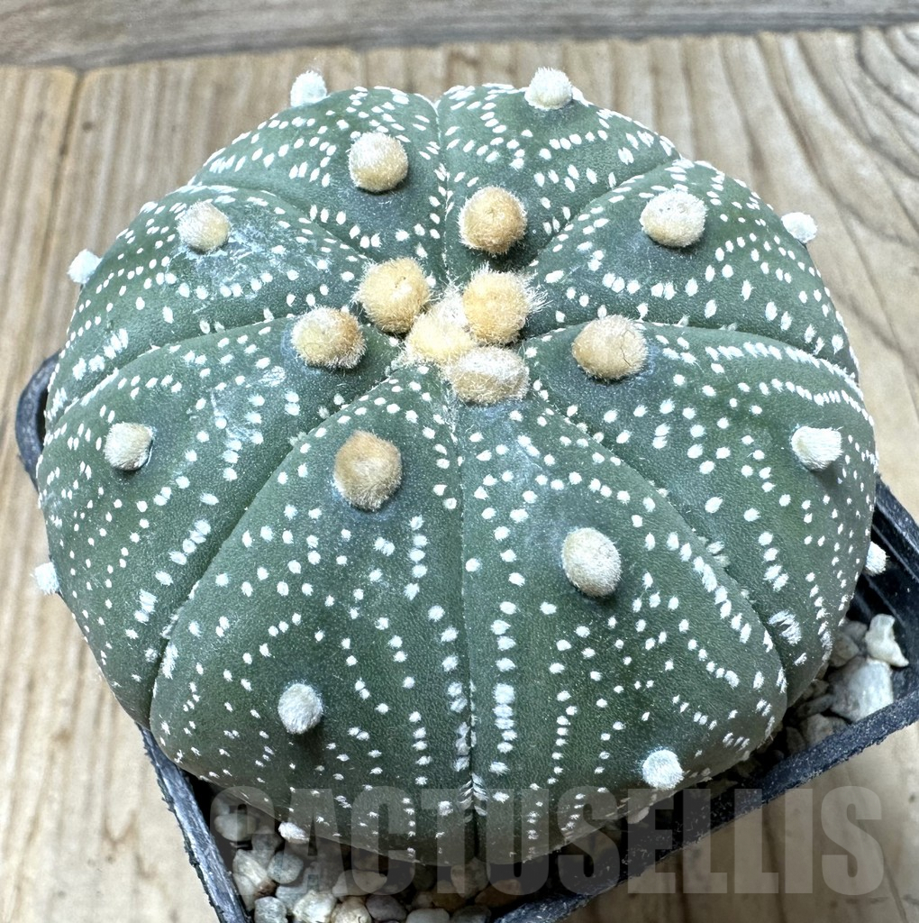 SHPR36702 Astrophytum asterias ‘Hanazono’