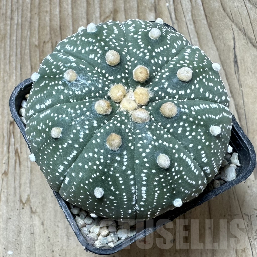 SHPR36702 Astrophytum asterias ‘Hanazono’ - Image 2