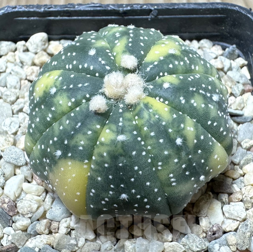 SHPR36705 Astrophytum asterias f. variegata