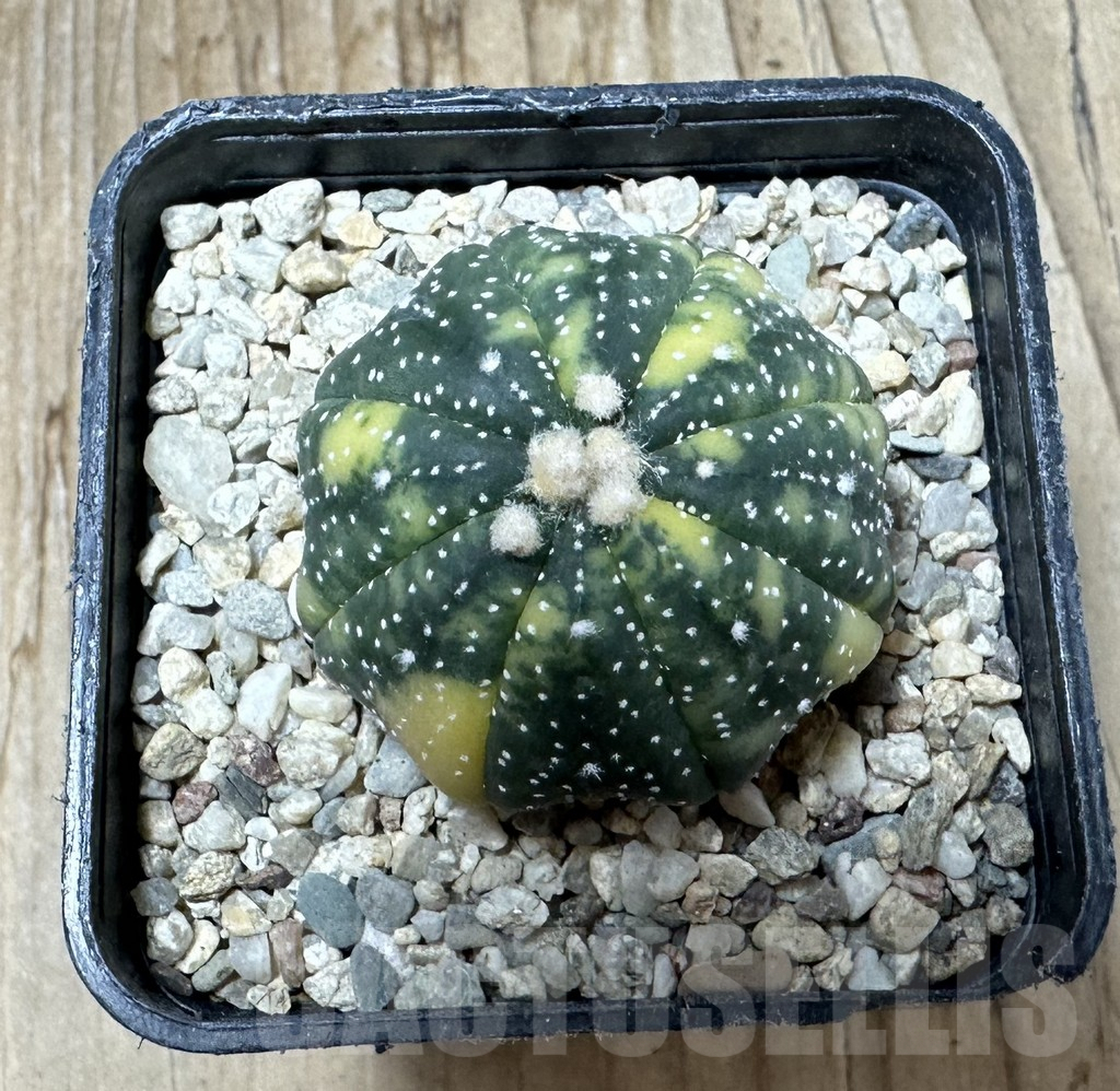 SHPR36705 Astrophytum asterias f. variegata - Image 2