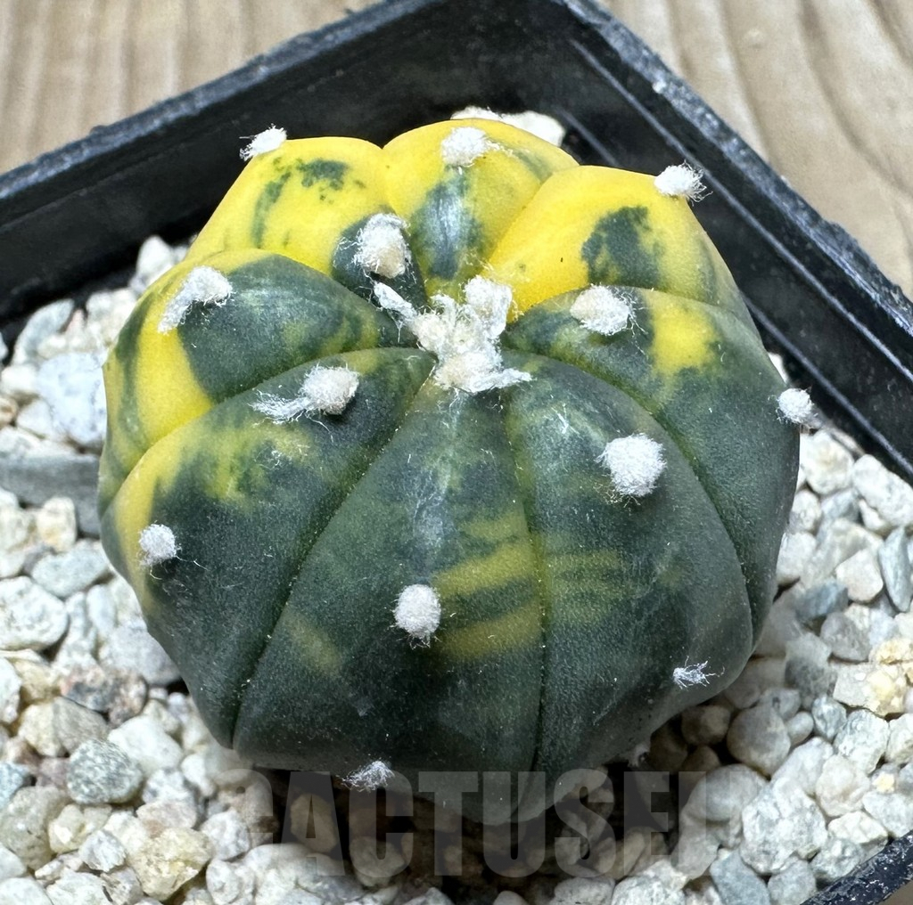 SHPR36706 Astrophytum asterias f. variegata