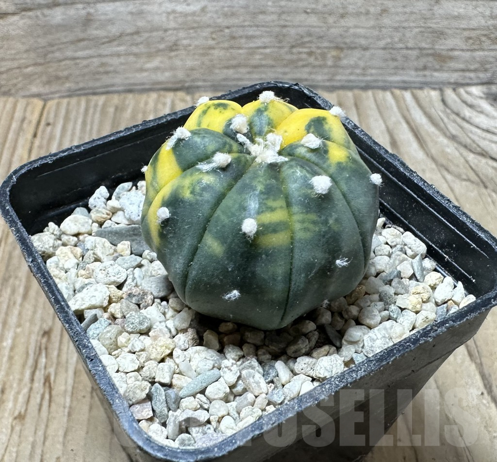 SHPR36706 Astrophytum asterias f. variegata - Image 2