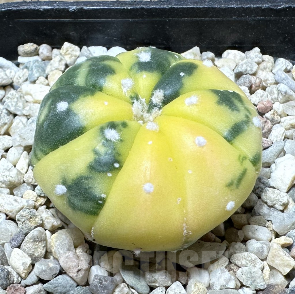 SHPR36707 Astrophytum asterias f. variegata