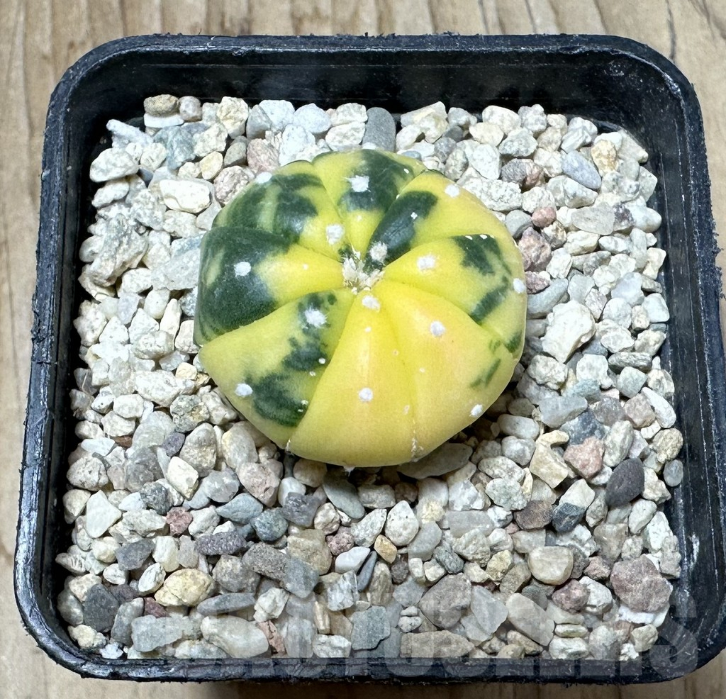 SHPR36707 Astrophytum asterias f. variegata - Image 2