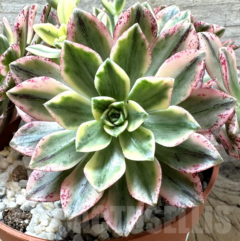 SHPR36685 Aeonium ‘Sweet Tea’ f. variegata - Image 3
