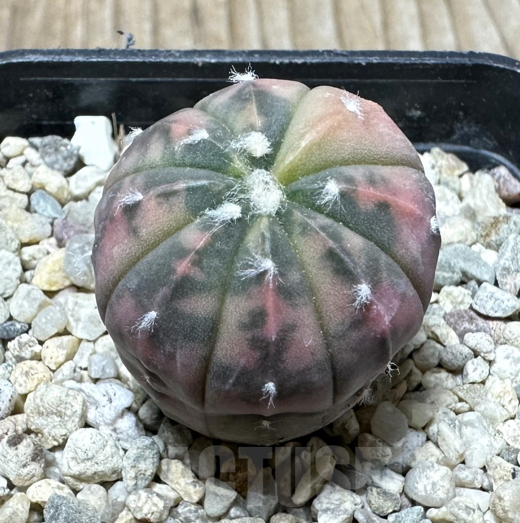 SHPR36709 Astrophytum asterias ‘Red Purple Skin’ f. variegata