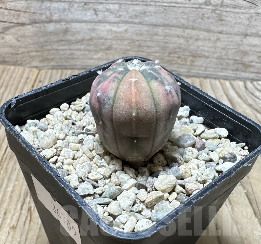 SHPR36709 Astrophytum asterias ‘Red Purple Skin’ f. variegata - Image 2