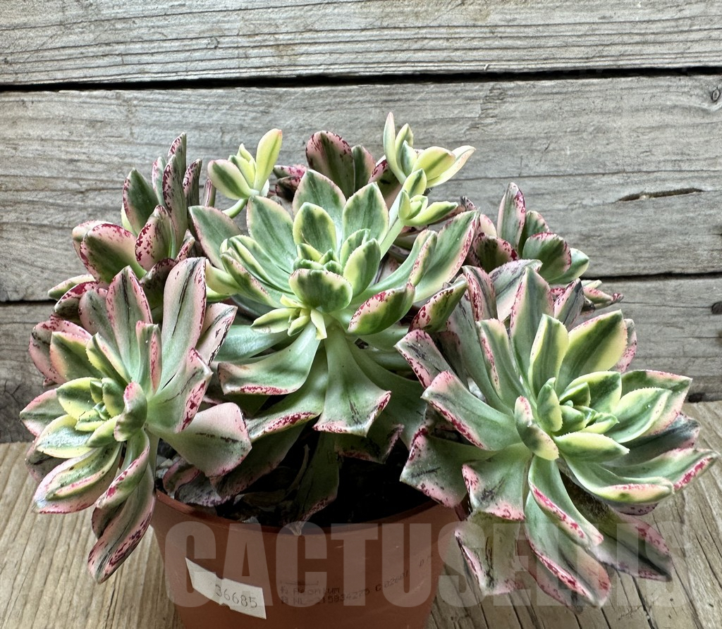 SHPR36685 Aeonium ‘Sweet Tea’ f. variegata - Image 2