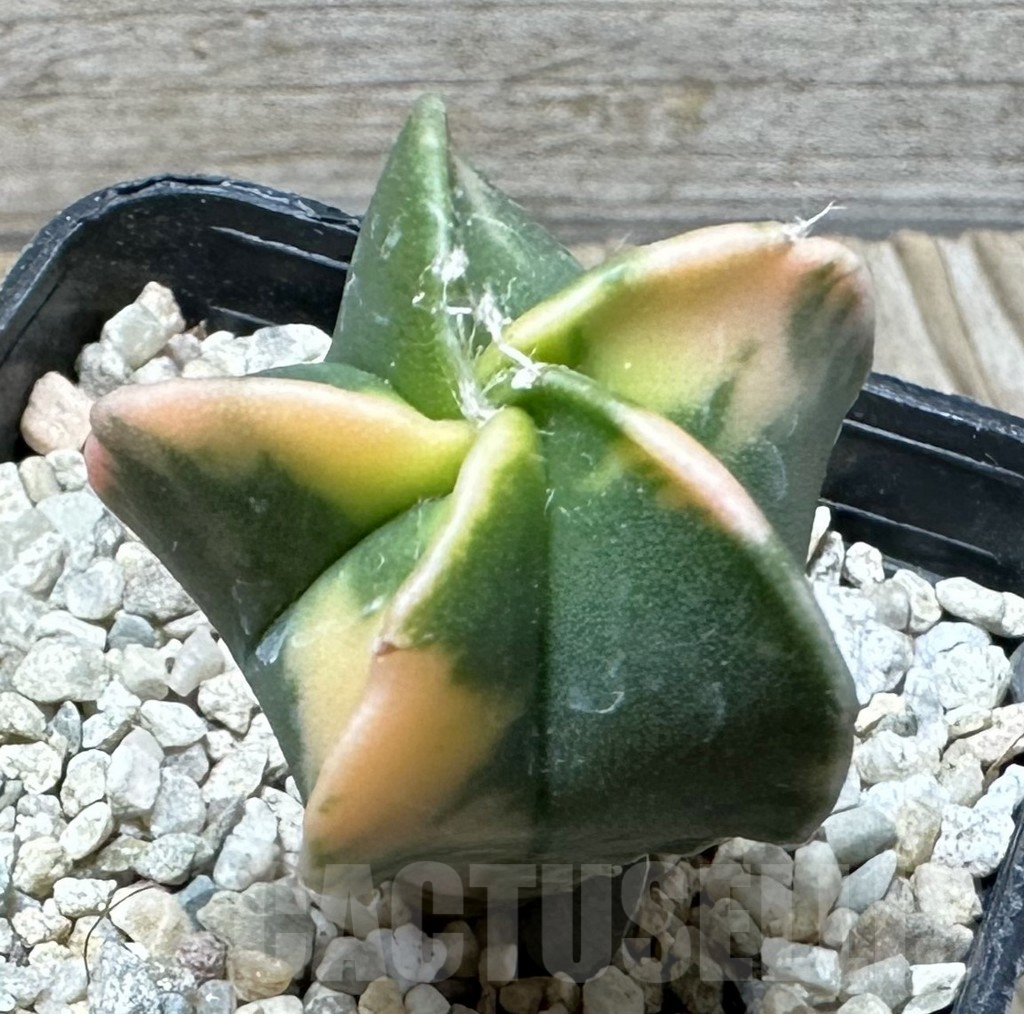 SHPR36712 Astrophytum myriostigma f. variegata