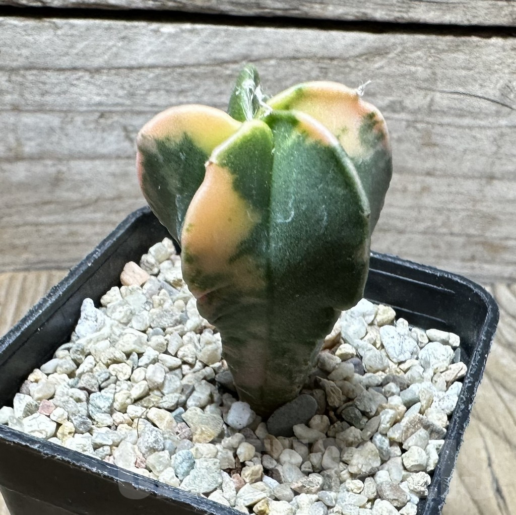 SHPR36712 Astrophytum myriostigma f. variegata - Image 2