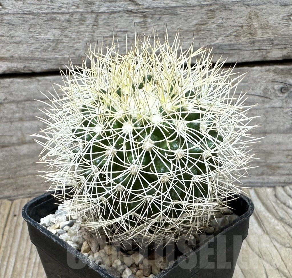 SHPR36850 Discocactus araneispinus - Image 3