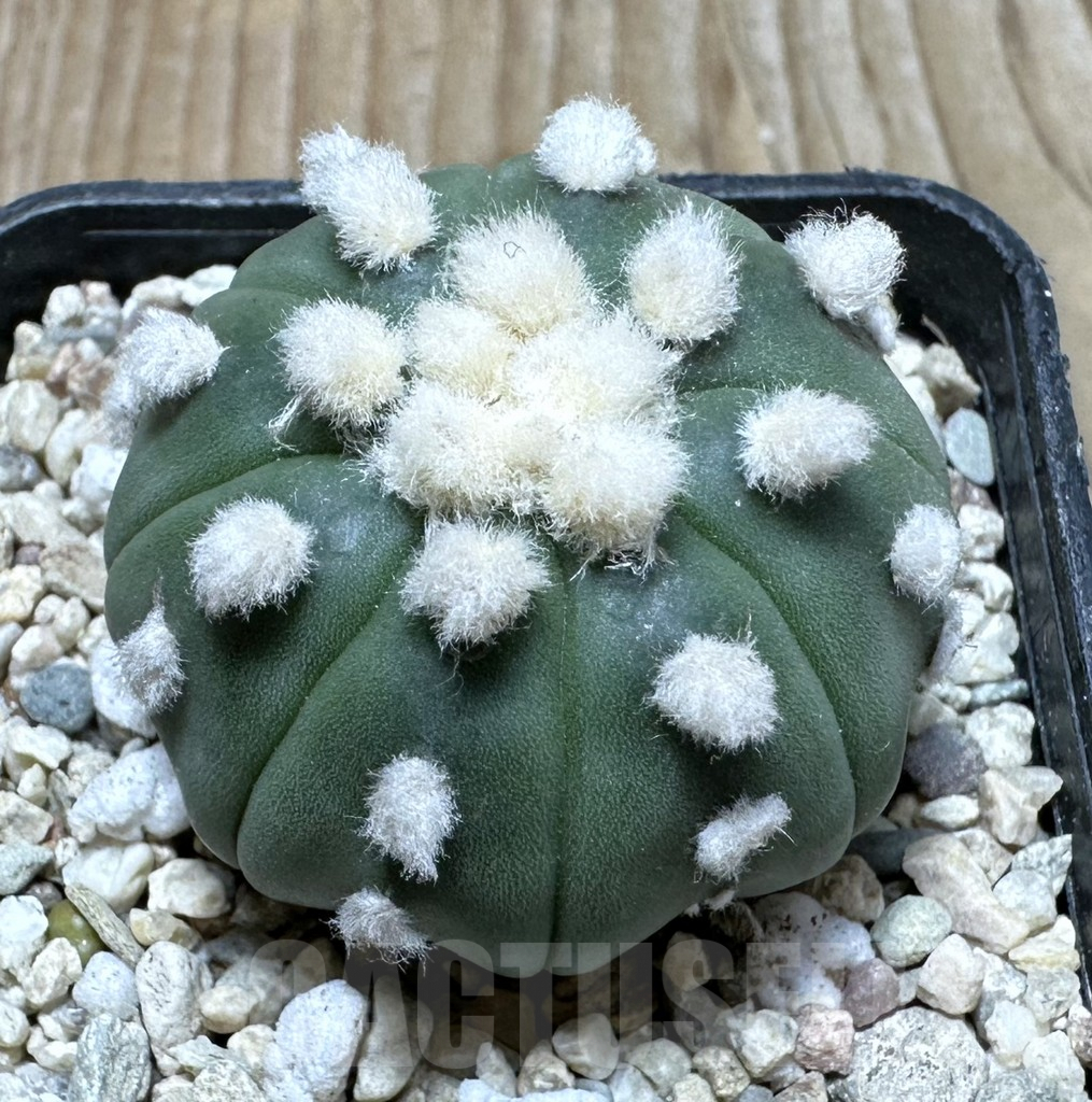 SHPR36880 Astrophytum asterias ‘Ooibo’