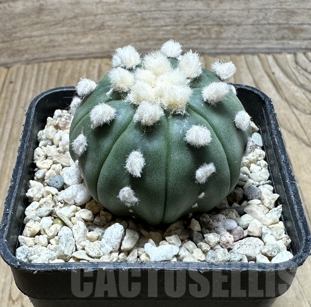 SHPR36880 Astrophytum asterias ‘Ooibo’ - Image 2