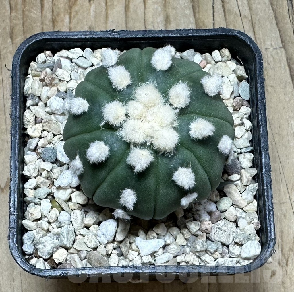 SHPR36880 Astrophytum asterias ‘Ooibo’ - Image 3