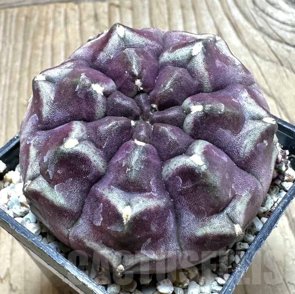 SHPR36882 Gymnocalycium mihanovichii ‘Day Dream’