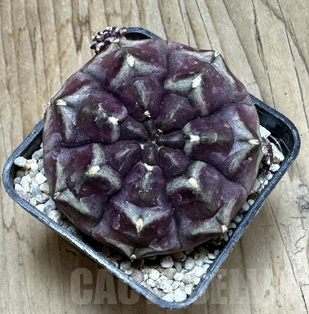 SHPR36882 Gymnocalycium mihanovichii ‘Day Dream’ - Image 2