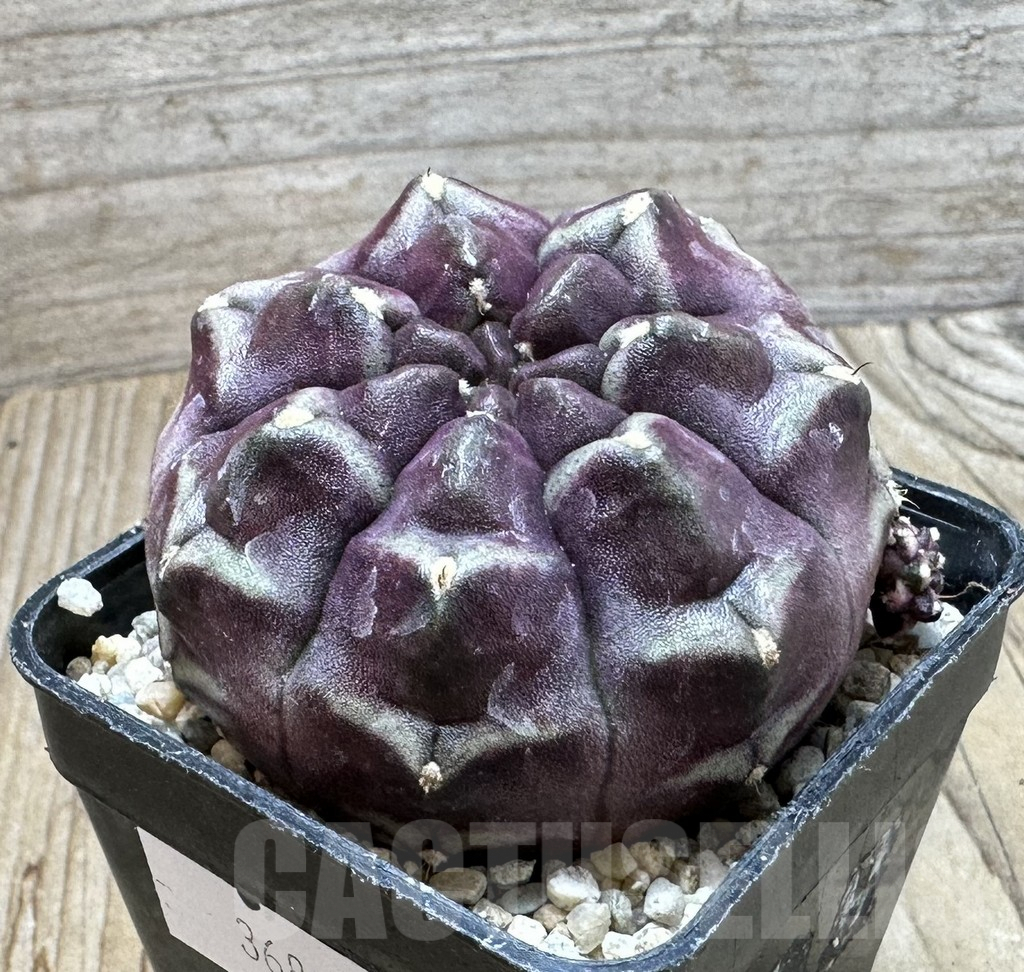 SHPR36882 Gymnocalycium mihanovichii ‘Day Dream’ - Image 3