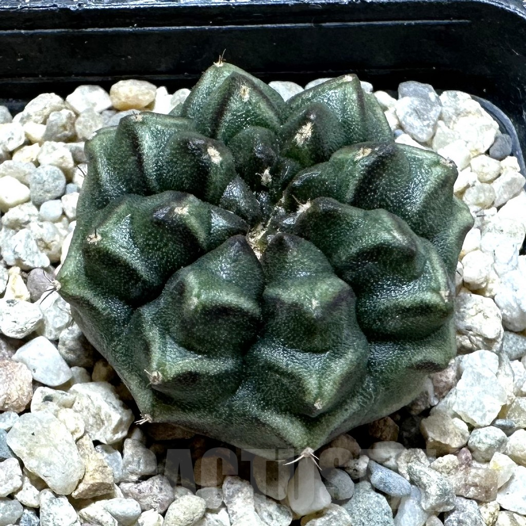 SHPR36883 Gymnocalycium mihanovichii ‘Day Dream’, seedling
