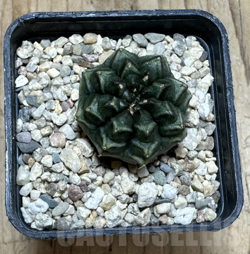 SHPR36883 Gymnocalycium mihanovichii ‘Day Dream’, seedling - Image 2