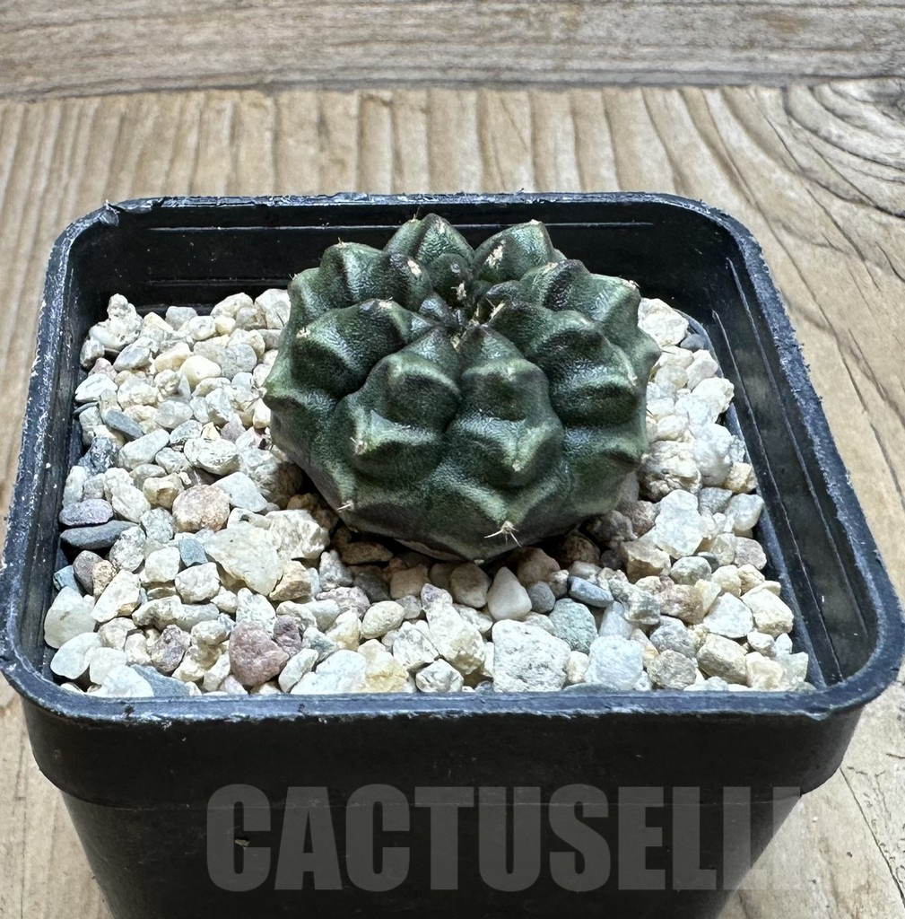 SHPR36883 Gymnocalycium mihanovichii ‘Day Dream’, seedling - Image 3