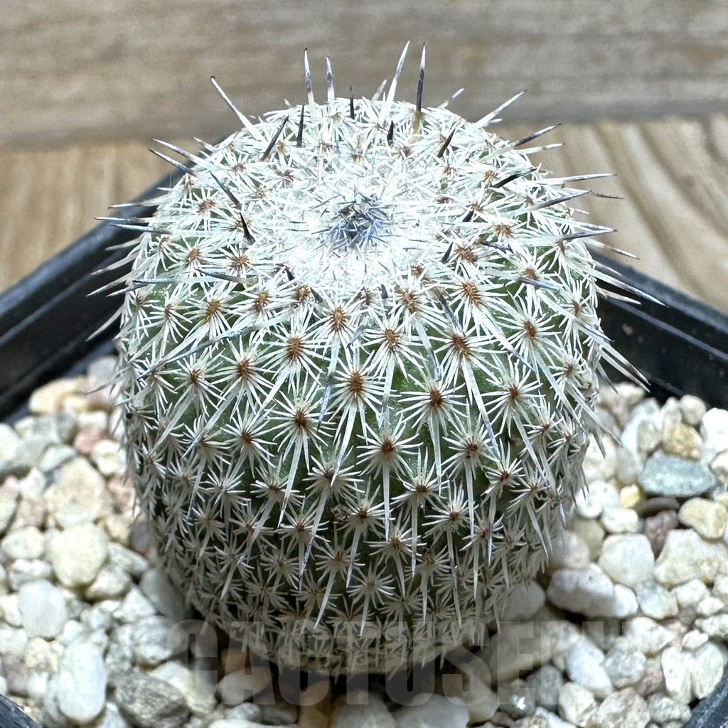 SHPR36852 Epithelantha micromeris v. unguispina