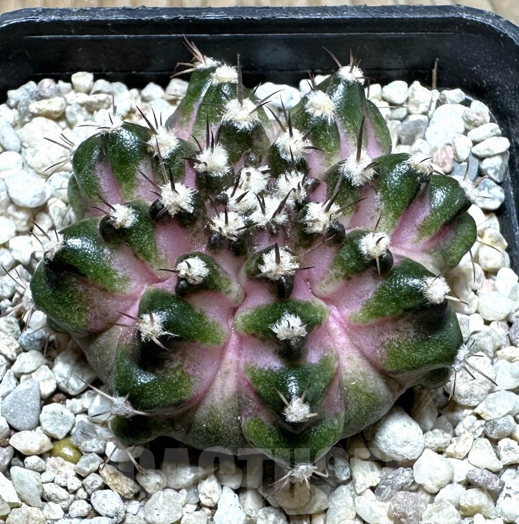 SHPR36893 Gymnocalycium mihanovichii T-lux