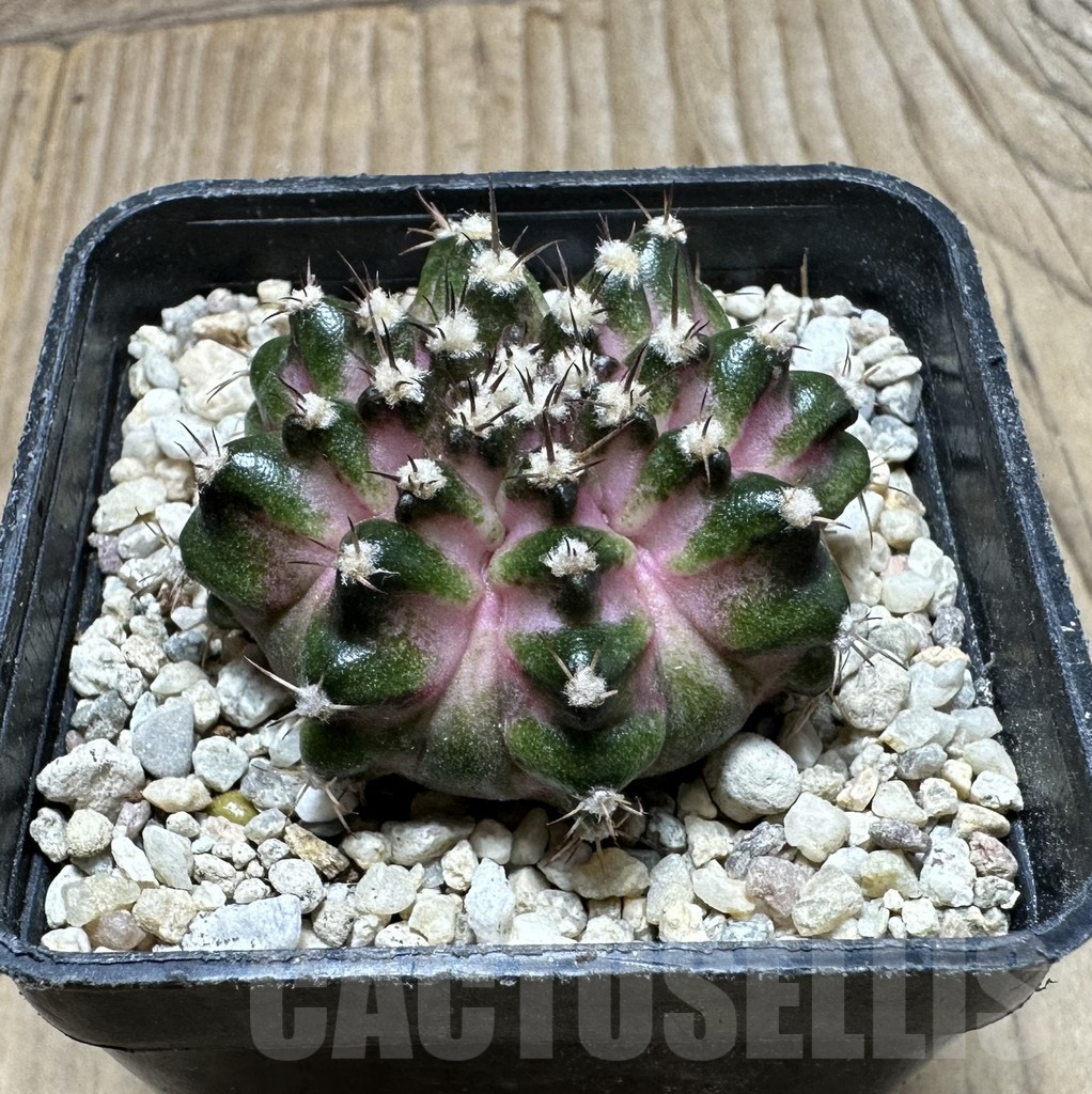 SHPR36893 Gymnocalycium mihanovichii T-lux - Image 2