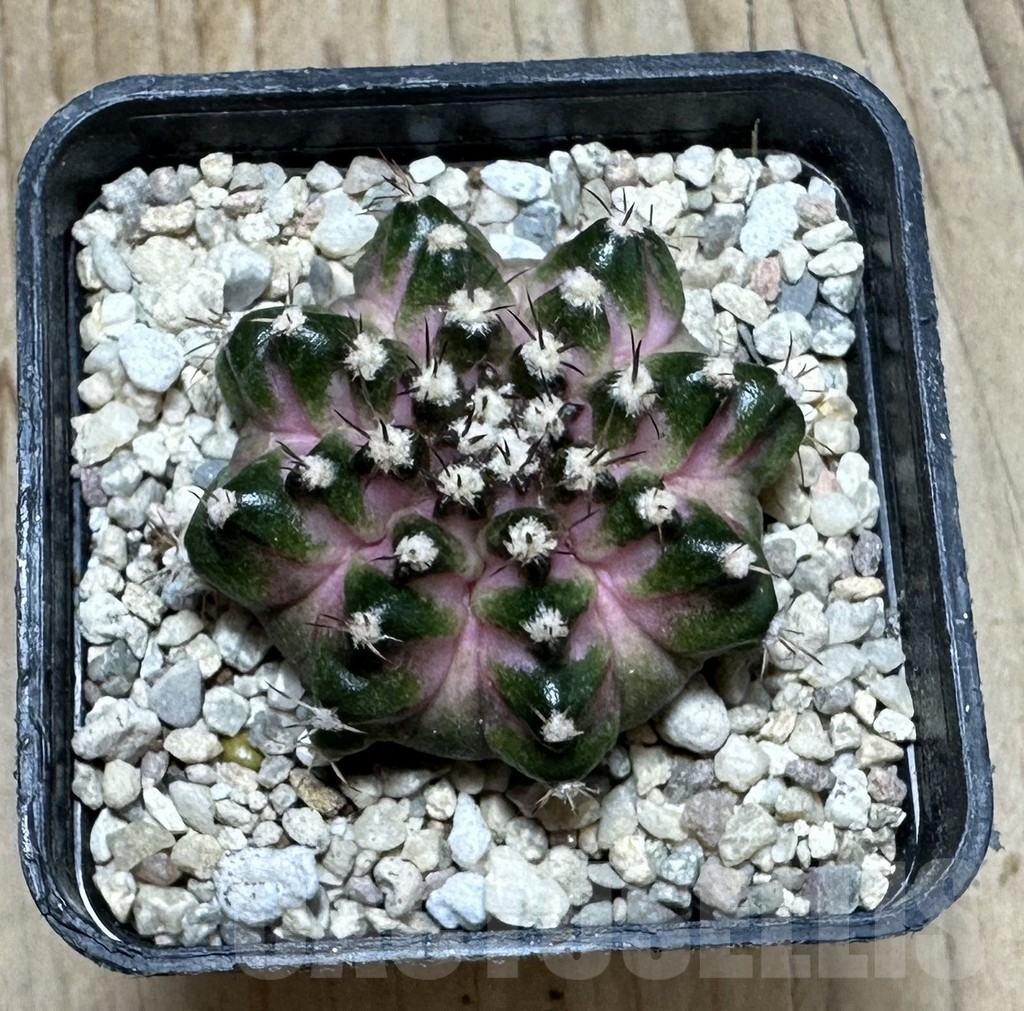 SHPR36893 Gymnocalycium mihanovichii T-lux - Image 3