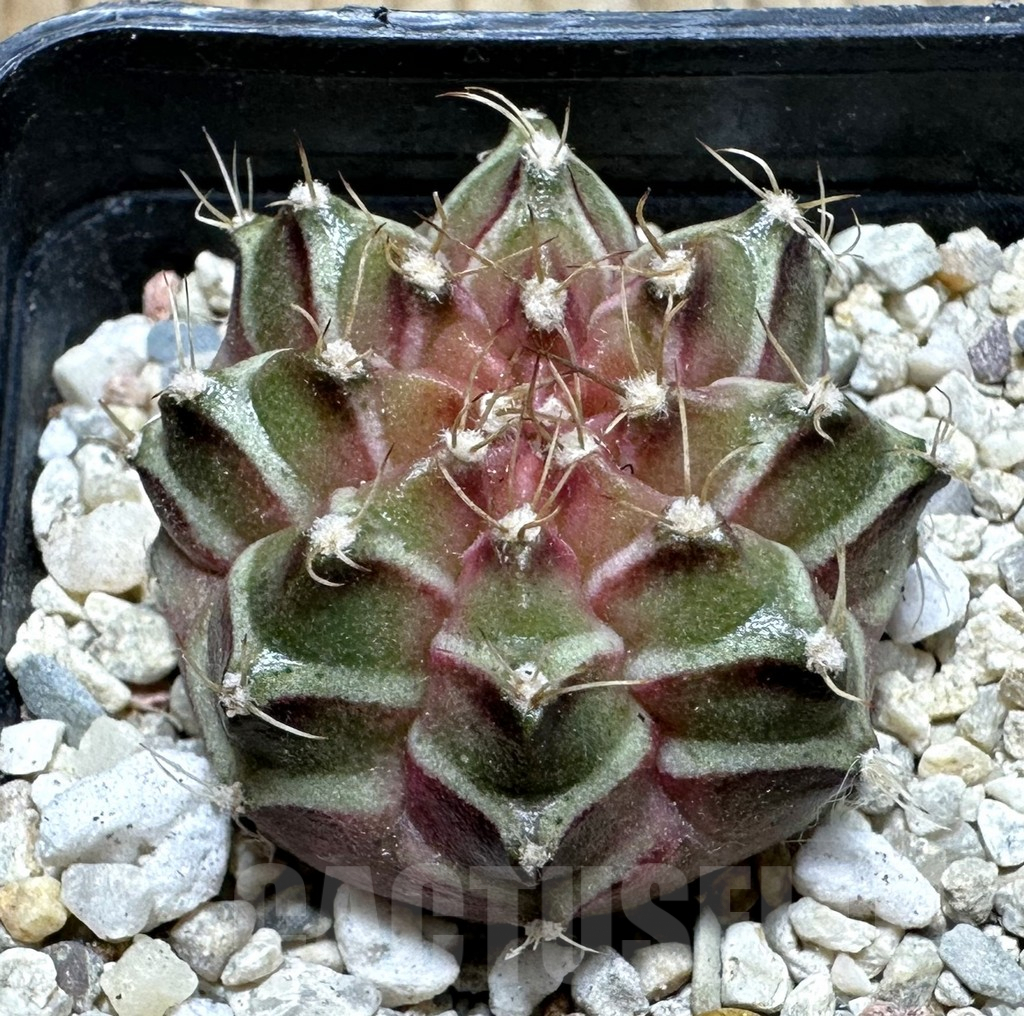 SHPR36895 Gymnocalycium mihanovichii ‘Neon’ hybrid seedling