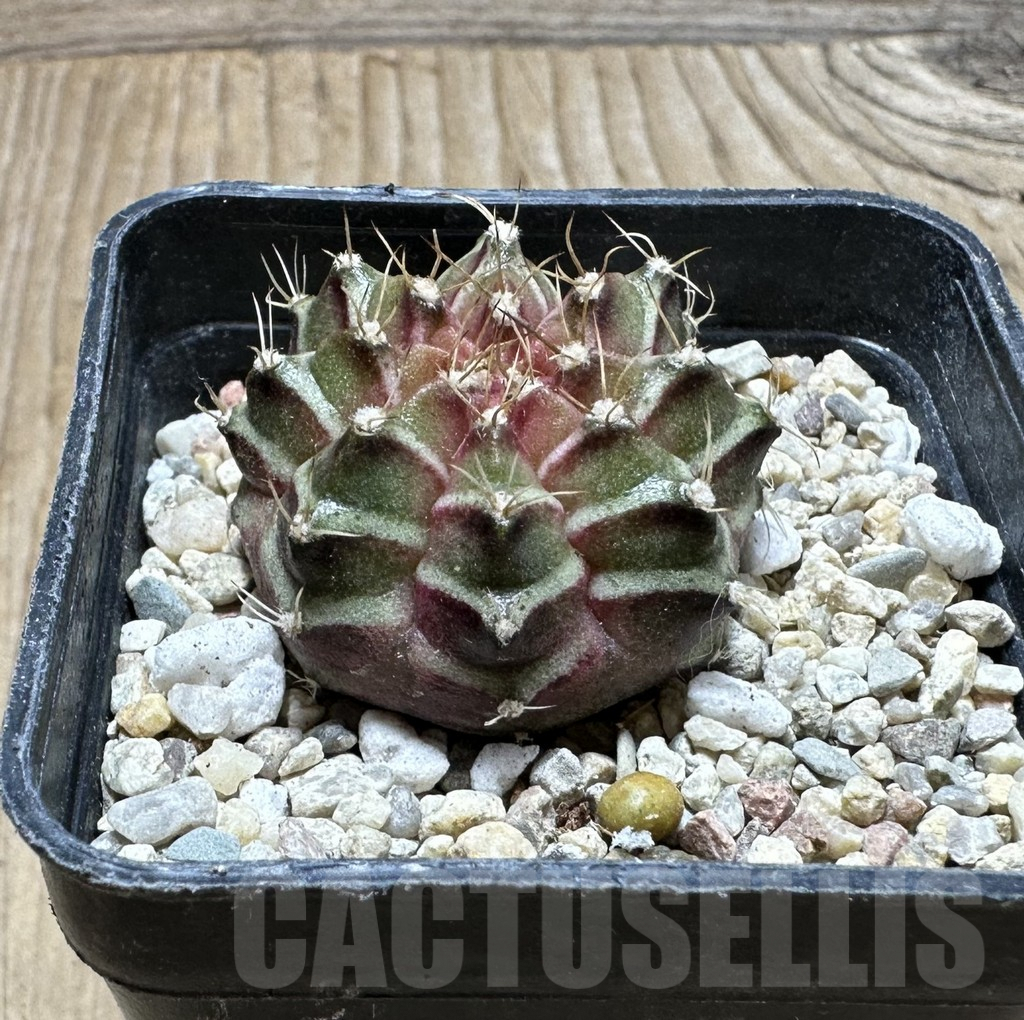 SHPR36895 Gymnocalycium mihanovichii ‘Neon’ hybrid seedling - Image 2
