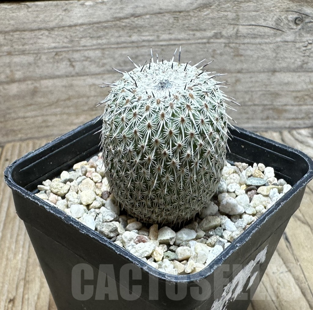 SHPR36852 Epithelantha micromeris v. unguispina - Image 2