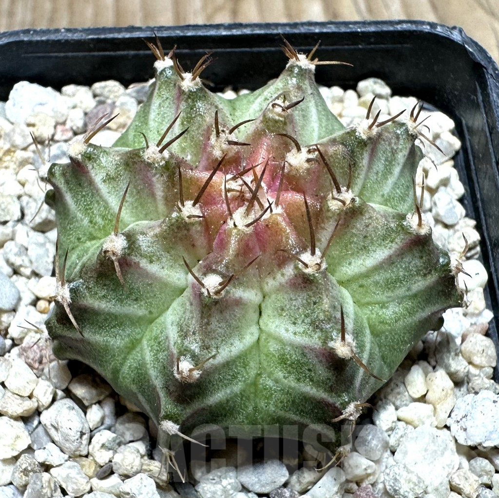 SHPR36897 Gymnocalycium mihanovichii ‘Neon’ hybrid seedling
