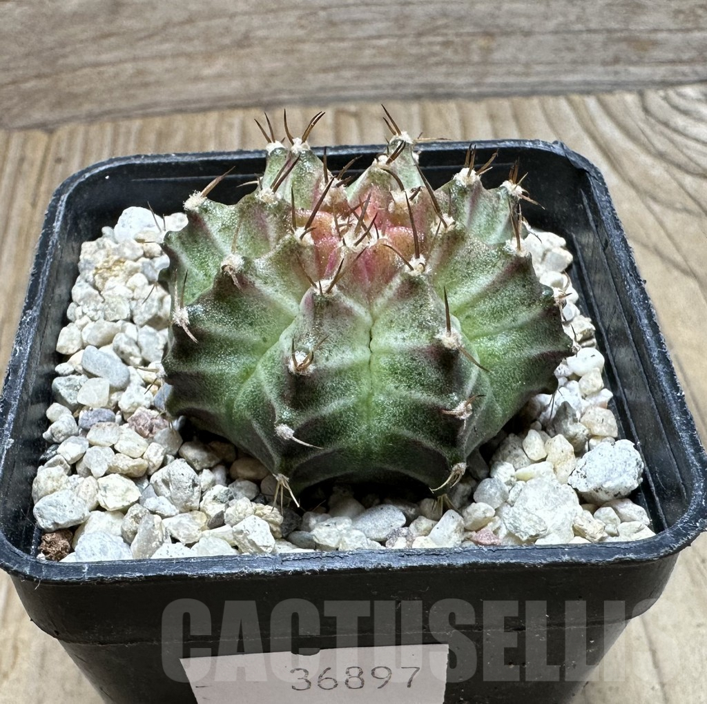 SHPR36897 Gymnocalycium mihanovichii ‘Neon’ hybrid seedling - Image 2