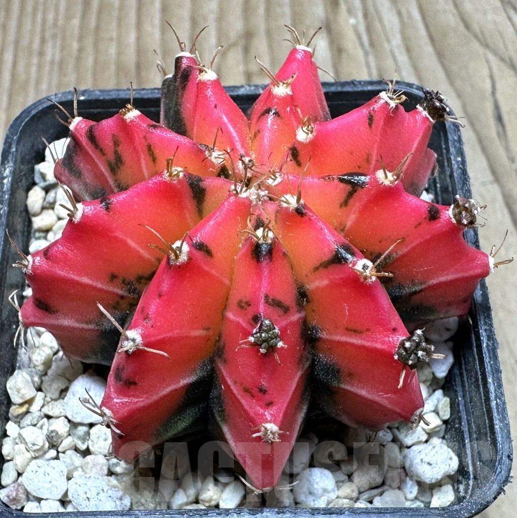SHPR36899 Gymnocalycium mihanovichii ‘Red Mars’