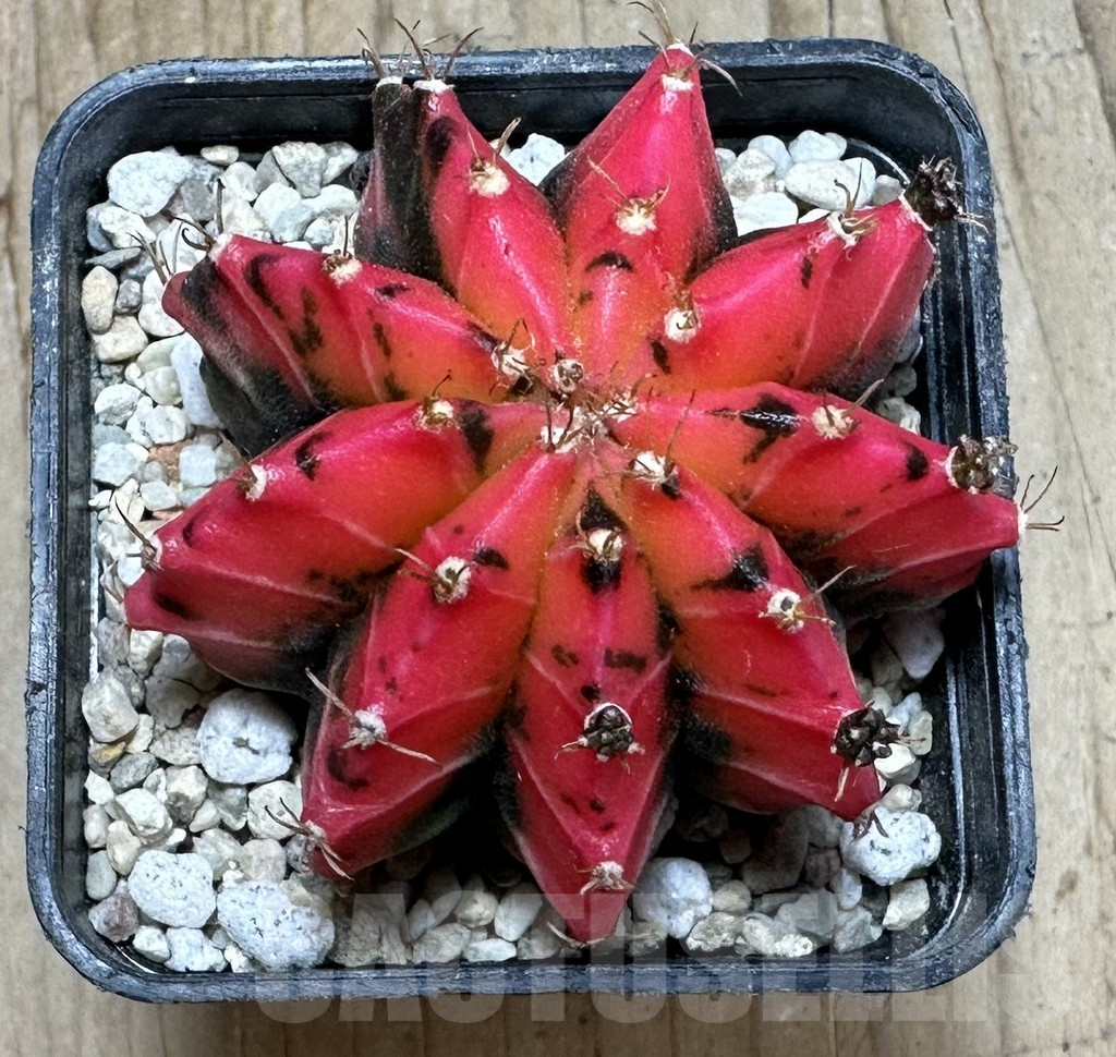 SHPR36899 Gymnocalycium mihanovichii ‘Red Mars’ - Obrázek 2