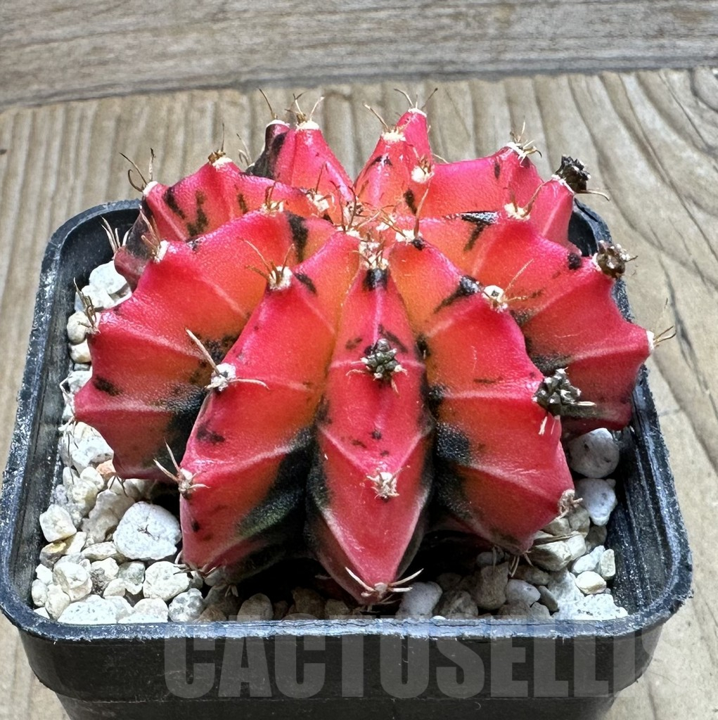 SHPR36899 Gymnocalycium mihanovichii ‘Red Mars’ - Obrázek 3