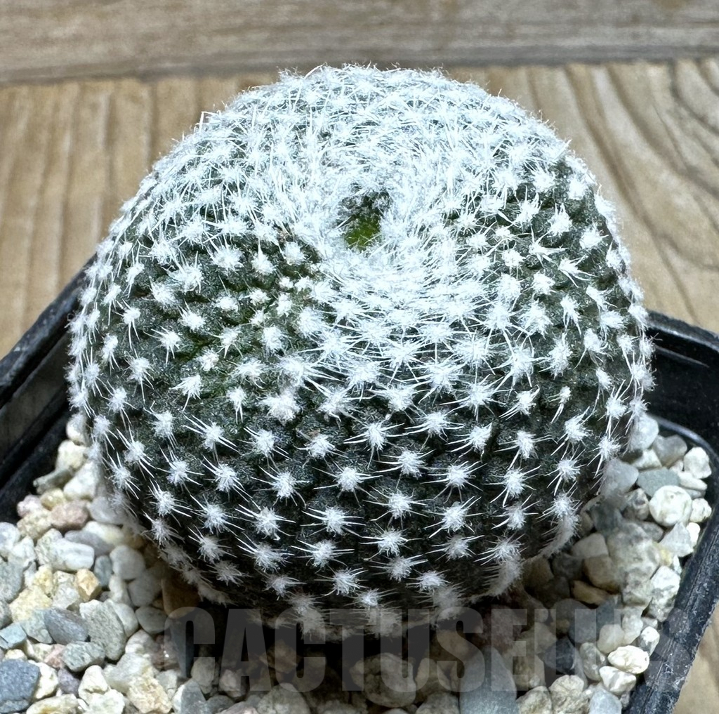 SHPR36853 Frailea larae