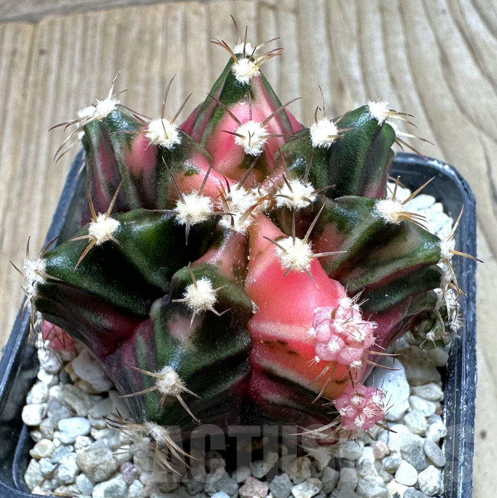 SHPR36903 Gymnocalycium mihanovichii f. variegata seedling
