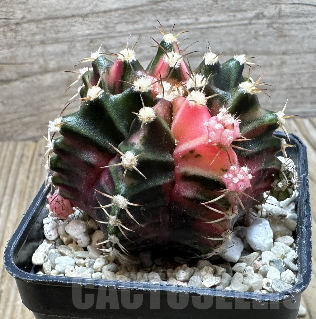 SHPR36903 Gymnocalycium mihanovichii f. variegata seedling - Image 2