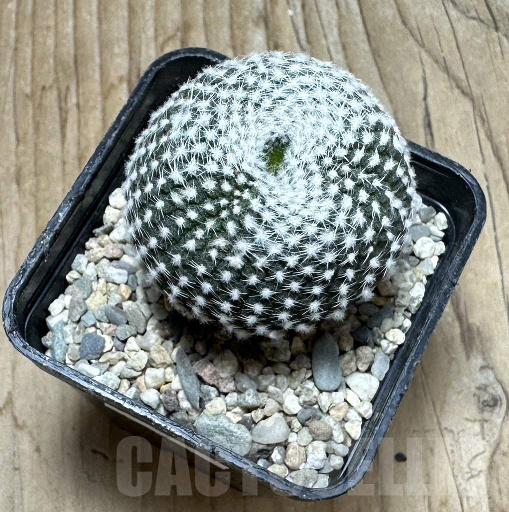 SHPR36853 Frailea larae - Image 2