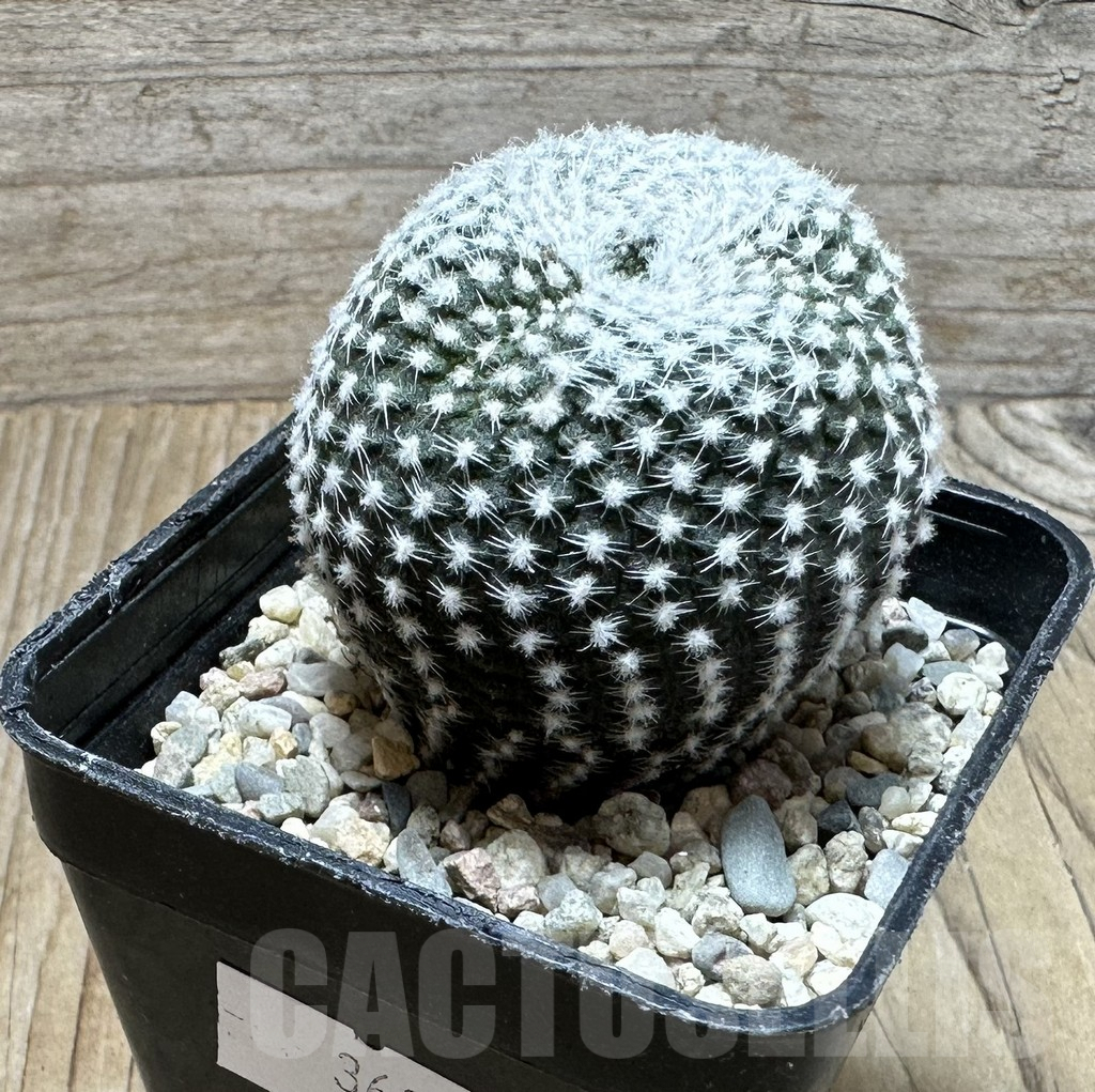 SHPR36853 Frailea larae - Image 3