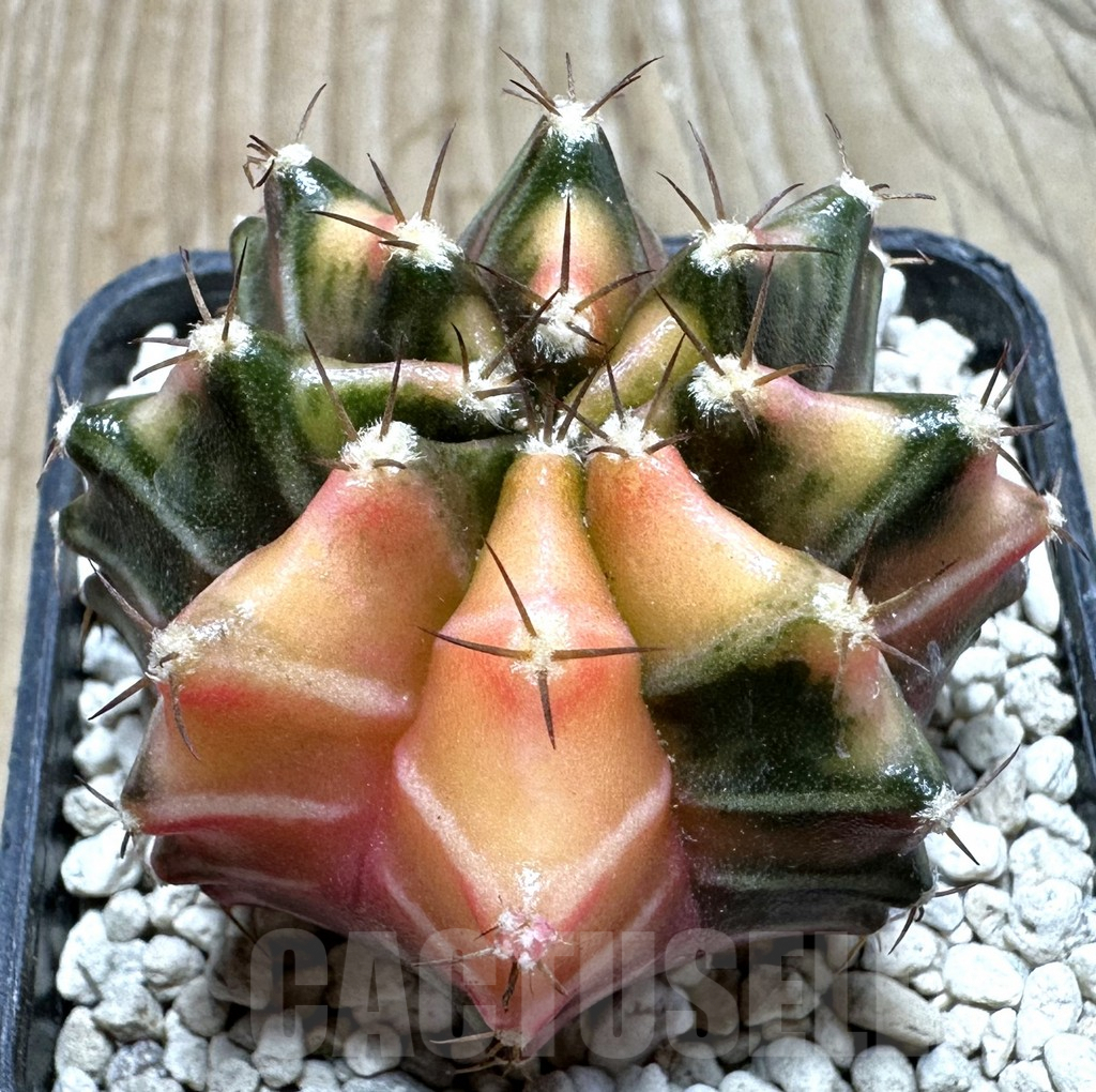 SHPR36908 Gymnocalycium mihanovichii f. variegata seedling