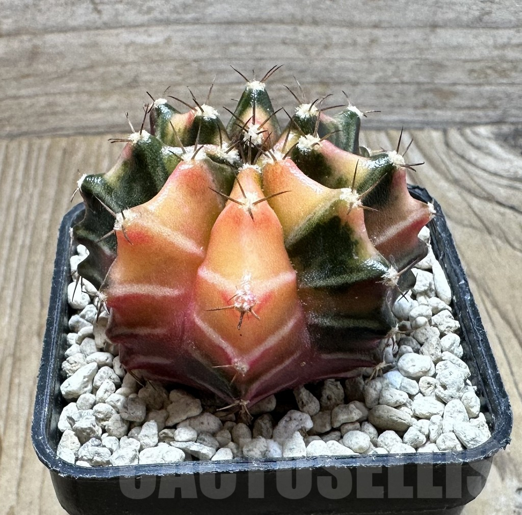 SHPR36908 Gymnocalycium mihanovichii f. variegata seedling - Obrázek 2