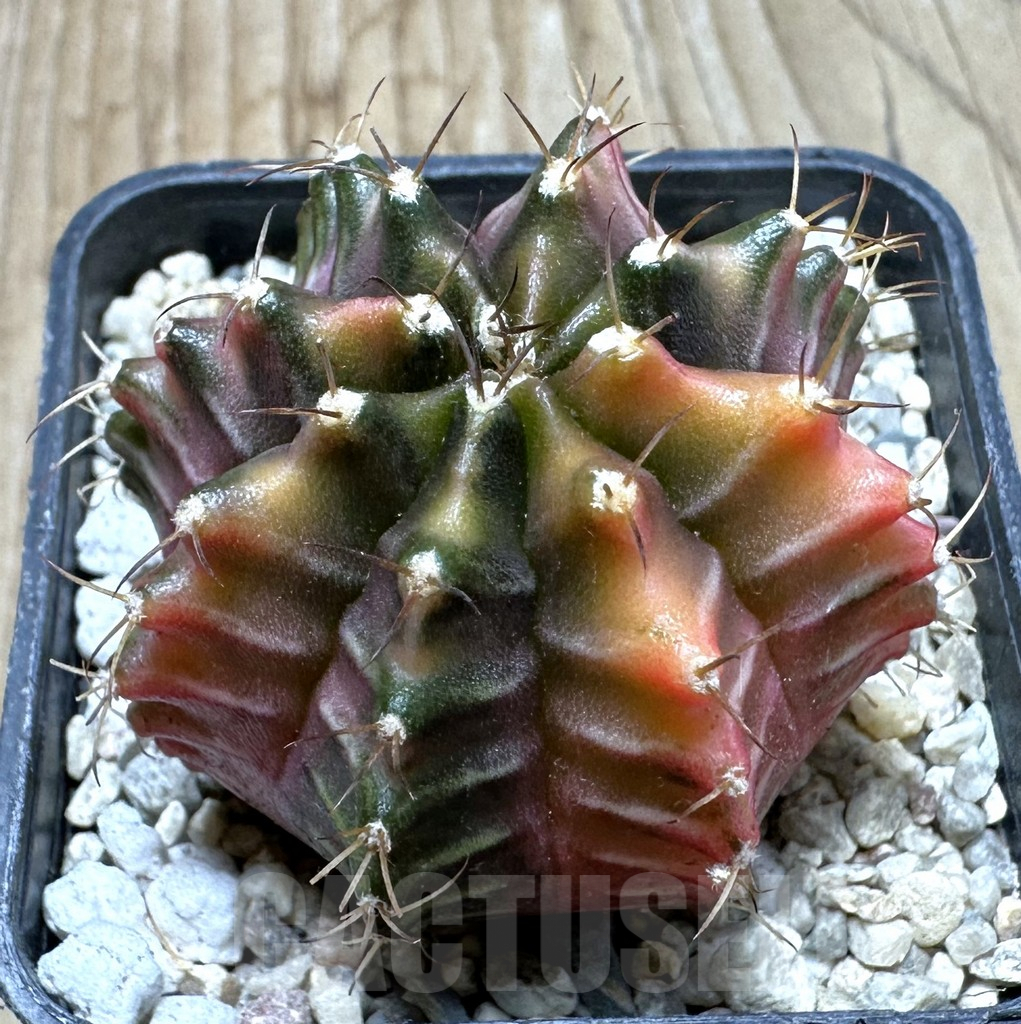 SHPR36909 Gymnocalycium mihanovichii f. variegata seedling