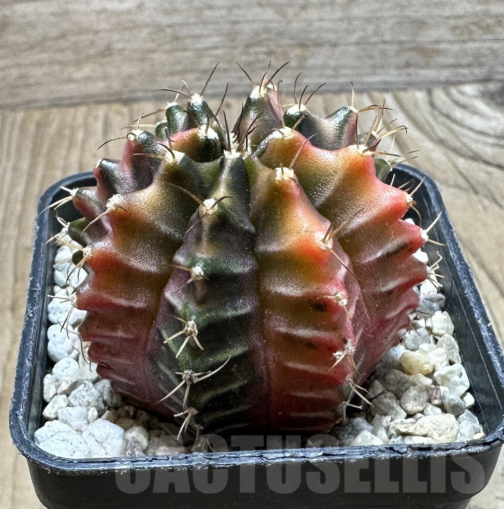 SHPR36909 Gymnocalycium mihanovichii f. variegata seedling - immagine 2
