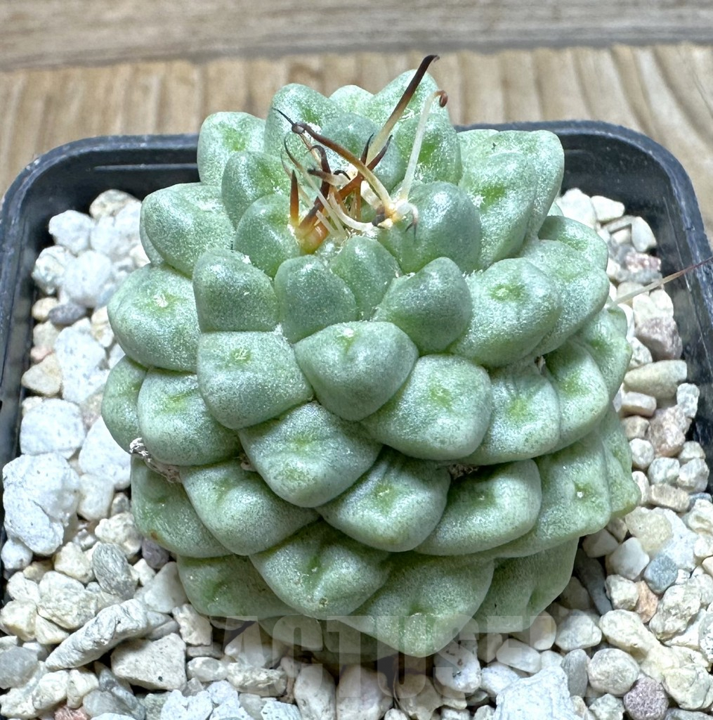 SHPR36854 Mammillaria schumannii ‘inermis’