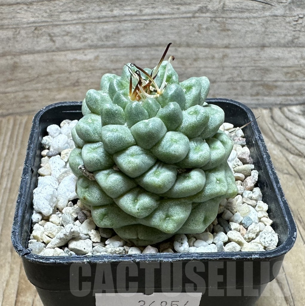 SHPR36854 Mammillaria schumannii ‘inermis’ - Image 2