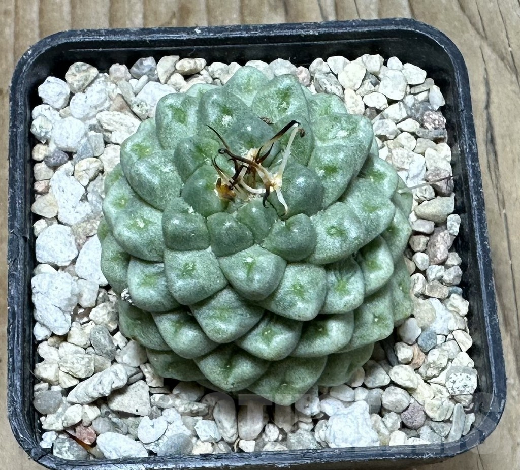 SHPR36854 Mammillaria schumannii ‘inermis’ - Image 3